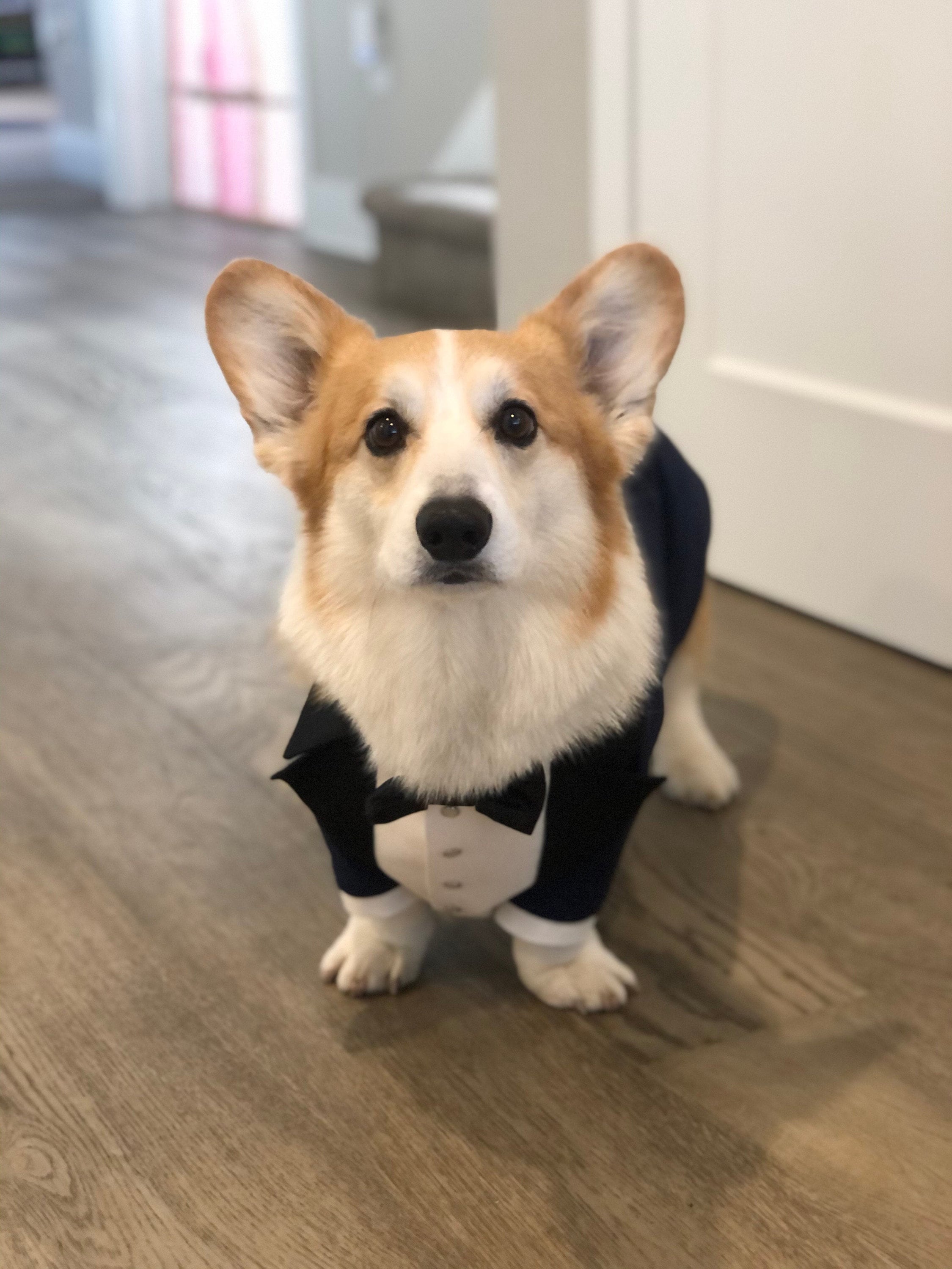Corgi top suit jacket