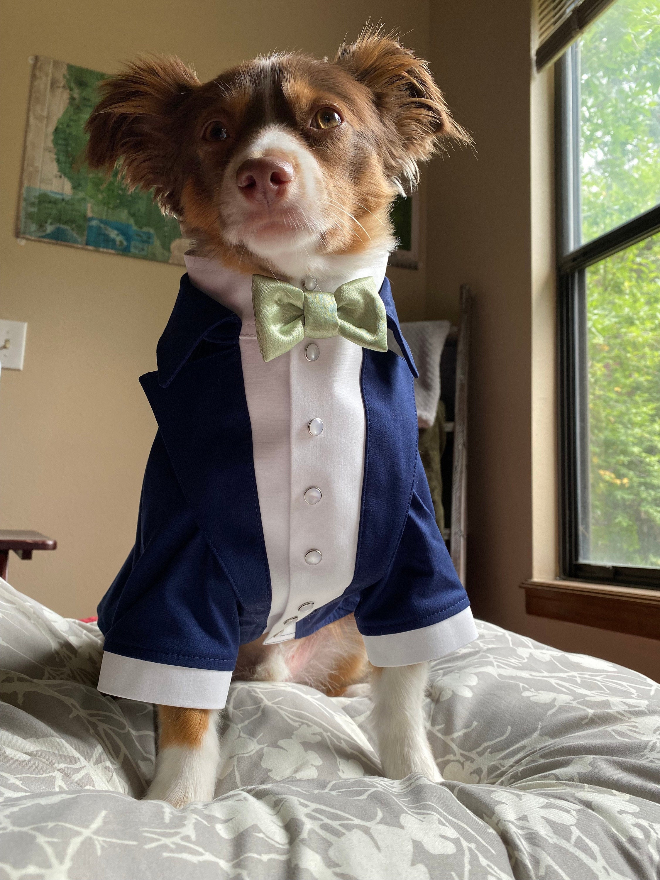 Dog suit tie deals