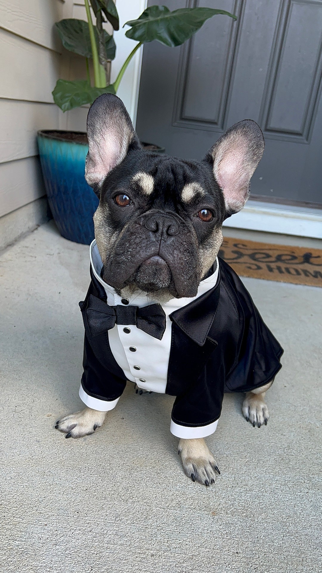 Hunde Smoking-Shirt Gestreift Mit Fliege – Formeller Anzug Für Hochzeit & Partys, Größen XS-XXL, Weiches Polyester