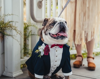 Könnte beinhalten: Ein Bulldogge, der einen blauen Smoking mit roter Fliege und einem Blumen-Boutonniere trägt. Der Hund sitzt auf einem Holzboden und wird von einer Person geführt.
