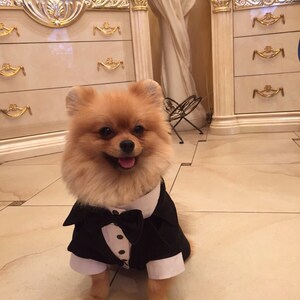 Wedding tuxedo for dogs Formal dog tuxedo Custom made dog suit Luxury dog outfit Customized dog suit Birthday dog costume Dog wedding attire image 2