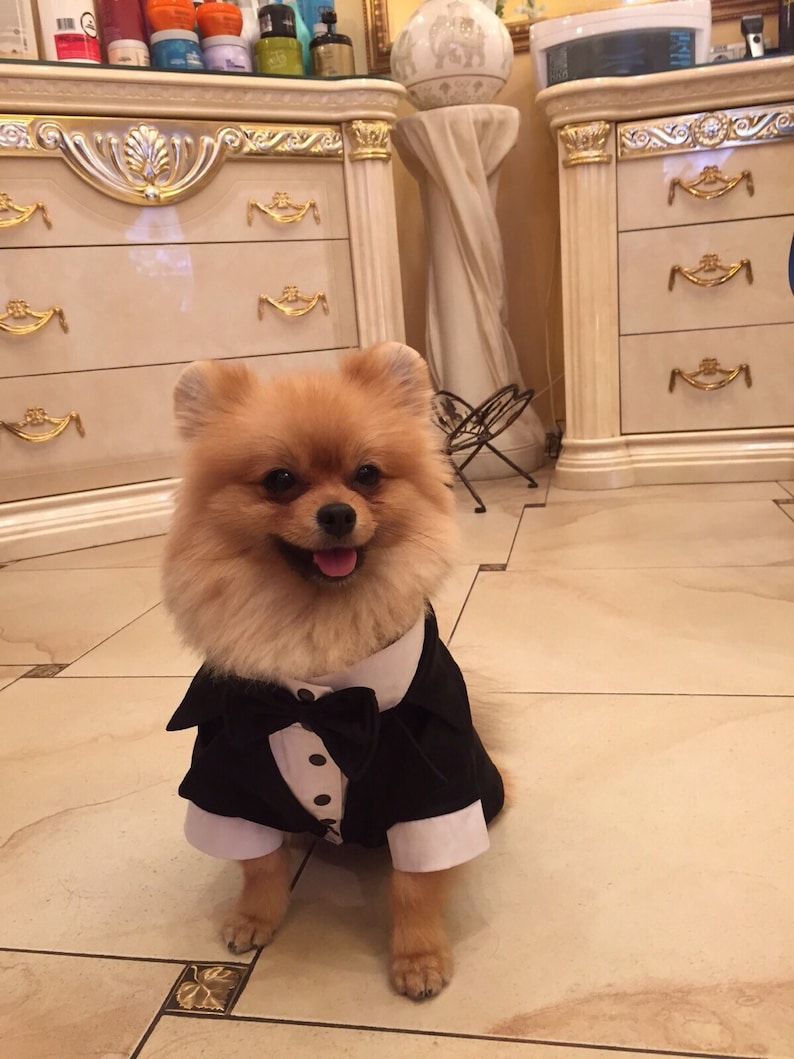 Wedding tuxedo for dogs Formal dog tuxedo Custom made dog suit Luxury dog outfit Customized dog suit Birthday dog costume Dog wedding attire image 2