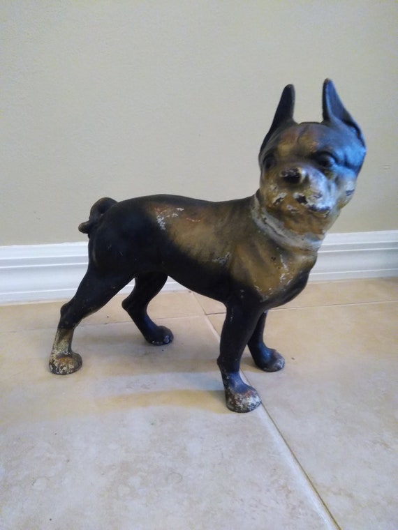 black and tan boston terrier