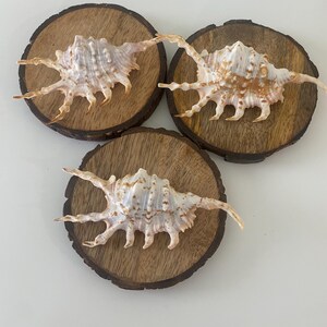 May include: Three decorative sea shells with spiky protrusions, in shades of white, tan, and brown, are displayed on round wooden coasters. The coasters have a natural, rustic look with visible wood grain and bark edges.