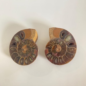 May include: Two polished ammonite fossils, each cut in half to reveal the intricate spiral patterns. The fossils display a range of colors, including brown, tan, and hints of green and red. The background is plain white.