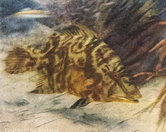 Autochrome Photo, first photo of fish underwater