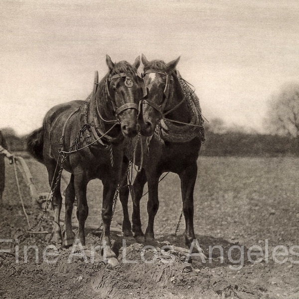 Peter Henry Emerson photo - "Plow Horses in the Field" 1886