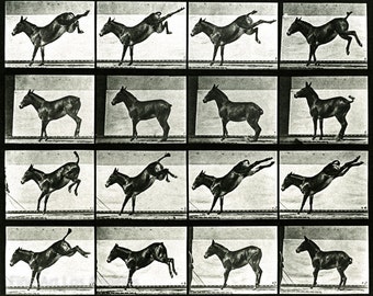 Eadweard Muybridge Motion Study Photo, Donkey Kicking, 1880s