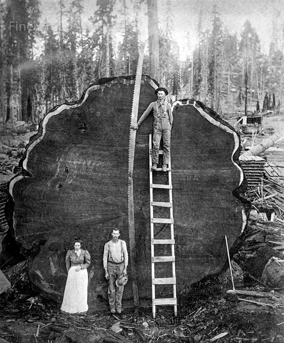 Logging Saw Tree Photo of Loggers Who Hand Sawed Gigantic Tree - Etsy