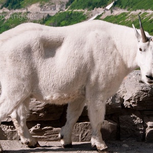 Neil Reichline Photo, Old Mountain Goat, Glacier National Park