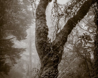 Puede incluir: Un tronco de árbol grande con una forma retorcida y nudosa, cubierto de musgo y enredaderas. El árbol está rodeado de niebla y otros árboles, creando una escena misteriosa y atmosférica.