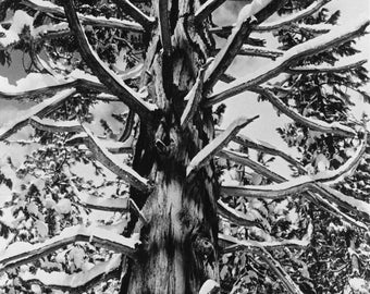 Ansel Adams Photo "Cedar Tree, Winter, Yosemite" 1935