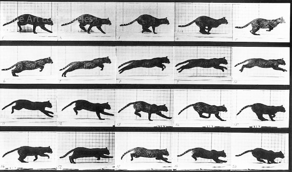 Etude Chat En Mouvement De Mouvement Photo Eadweard Etsy Etude Chat En Mouvement De Mouvement Photo Eadweard Etsy