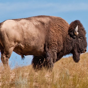 Neil Reichline Photo, American Buffalo, Wyoming