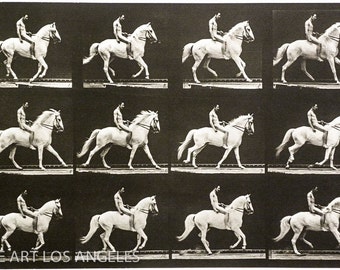 Eadweard Muybridge Photo, White Horse with Rider, 1880s