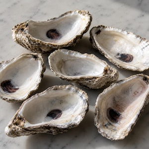 BULK 50 Dried Oyster Shells for Crafts, Decoupage Oyster Shells, Coastal Beach Decor, Ring Dish DIY, Wedding Favors, Ornamental Shell
