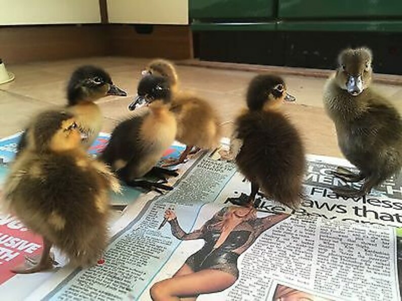 Where can i buy hatching duck eggs
