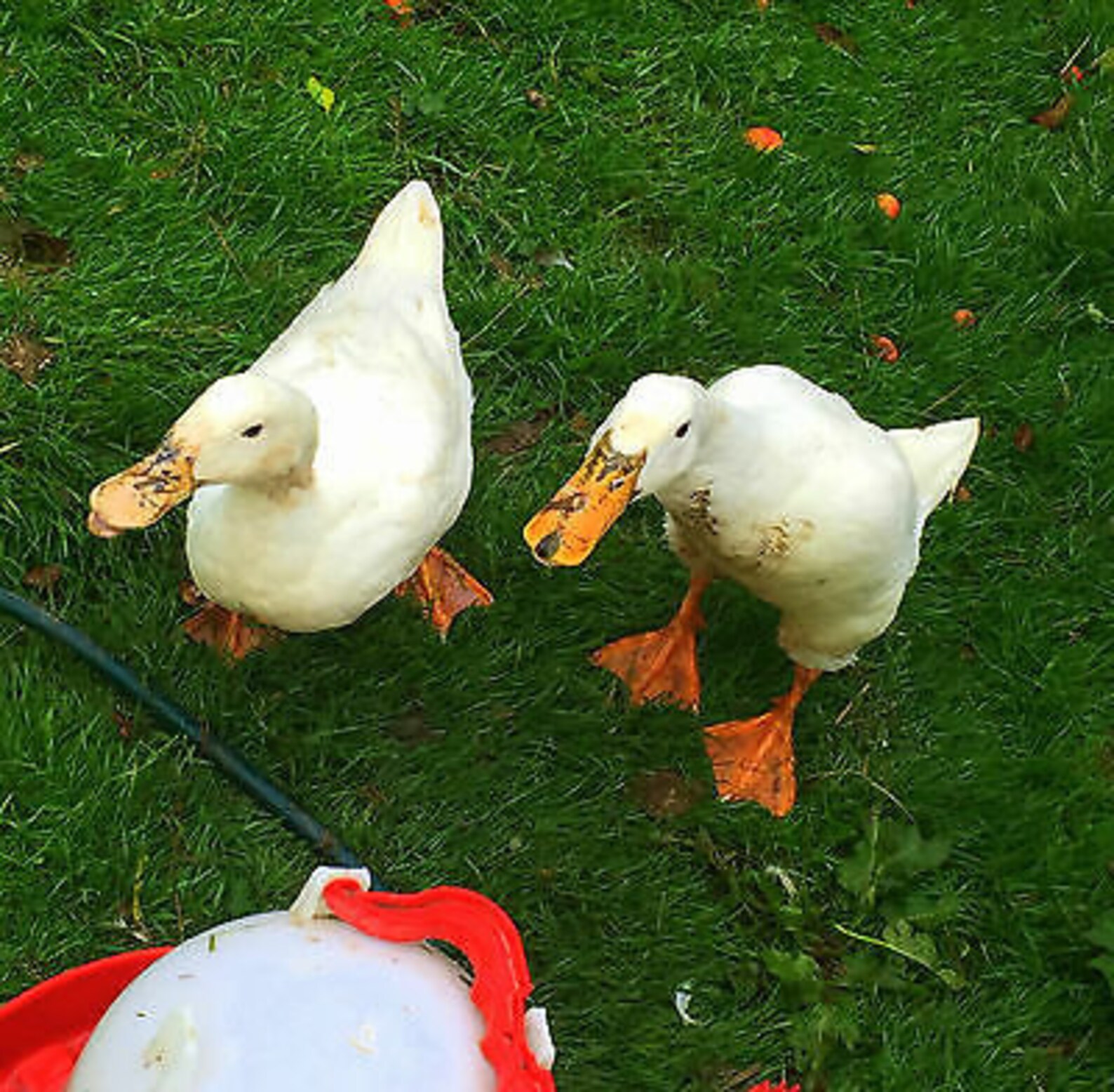 6 x fertilised fertile indian runner duck eggs fawn white Etsy