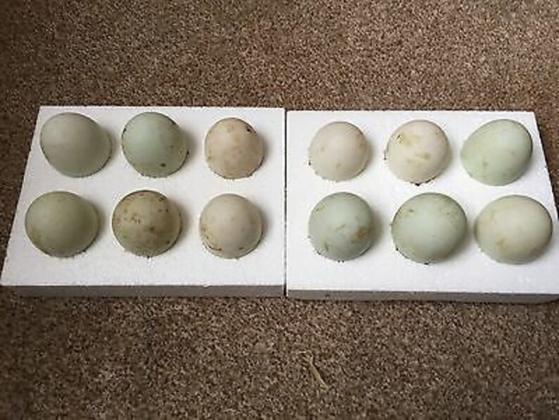 6 x fertilised fertile indian runner duck eggs fawn white Etsy