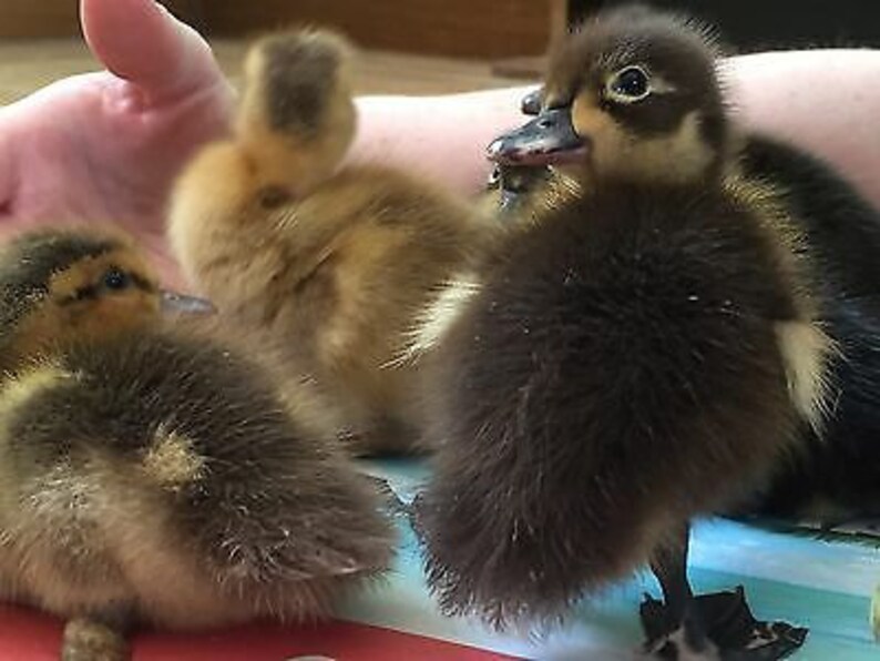 6 x fertilised fertile indian runner duck eggs fawn white ...