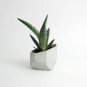 ALIUM | Concrete Succulent Pot - Planter - Vase