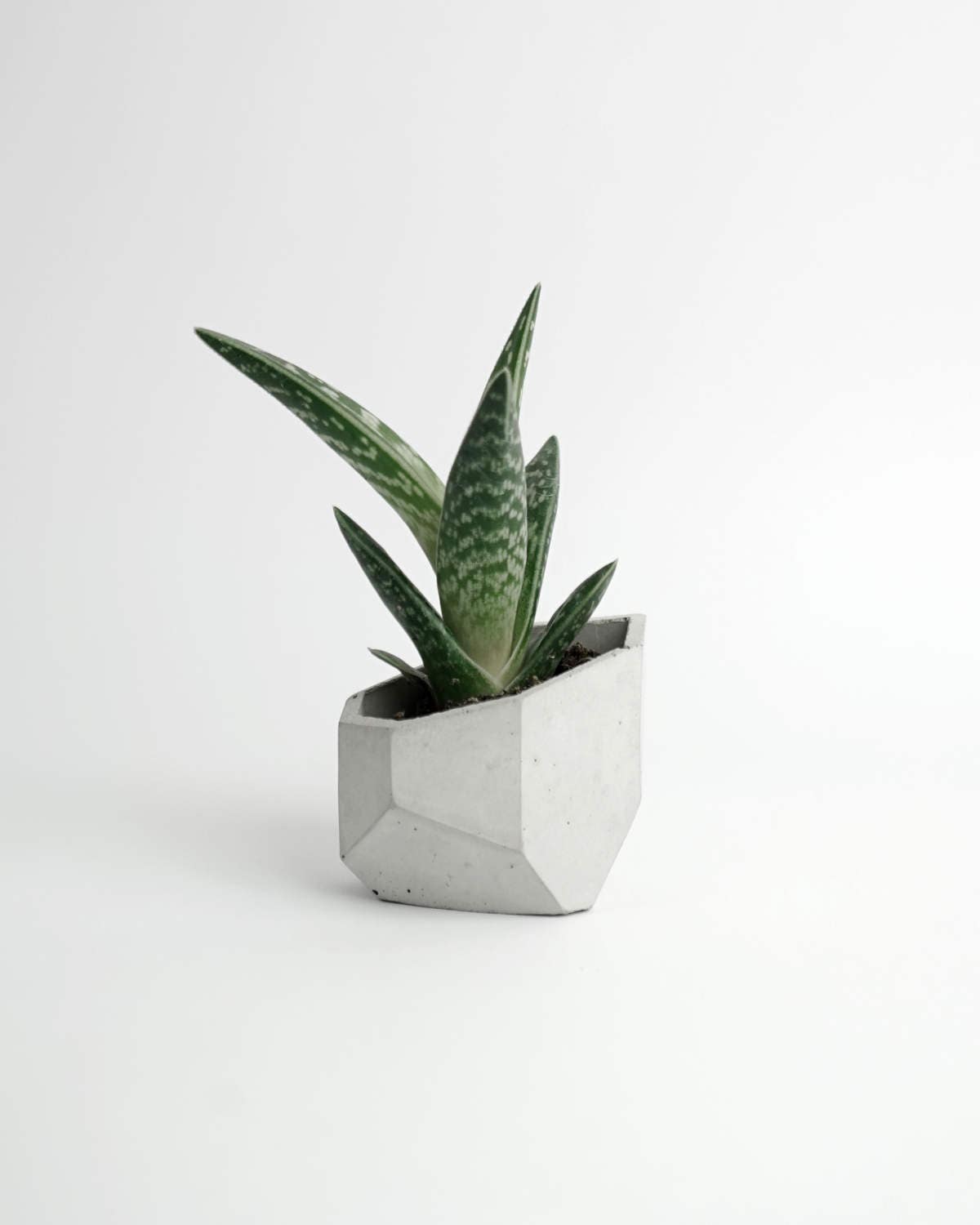 Alium - France Pot Succulent en Béton Planteur Vase