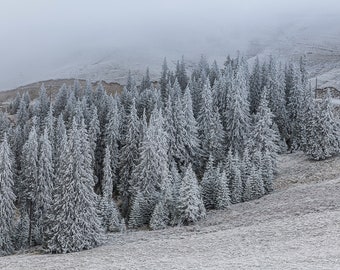 Winter Forest Print Digital Download | Christmas Downloadable Prints | Snowy Winter Forest Wall Art