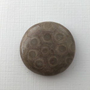 Bouton Petoskey, fabriqué dans le Michigan, pierre Petosky du Michigan, pierre des Grands Lacs, bouton d&#39;armoire, bouton en pierre, fabriqué aux États-Unis, bouton en pierre, pierre au bord du lac