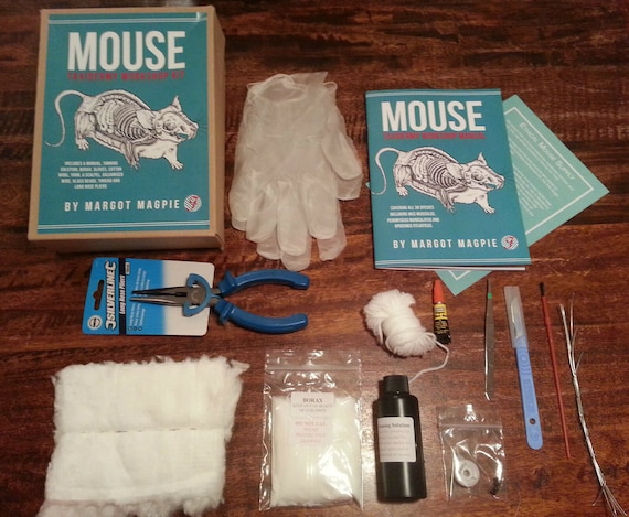 DIY Mouse taxidermy craft kit inc. manual and full tool kit for stuffing