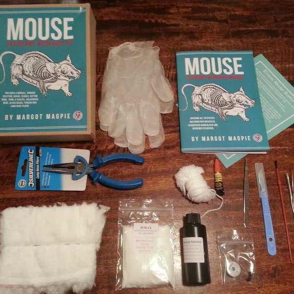 DIY Mouse taxidermy craft kit inc. manual and full tool kit for stuffing