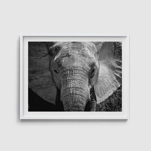 Elephant print Elephant wall art Elephant art Black and white art print Elephant poster Elephant photography Elephant large art Photo prints