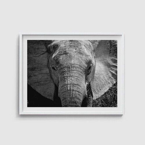Elephant Print Black and White Printable Wall Art Digital Etsy Canada