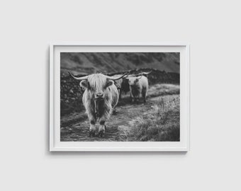 Highland cow print Black White Cow wall art Farmhouse wall decor Modern cow photography Rustic decor Boho decor Farm animal poster Cow art