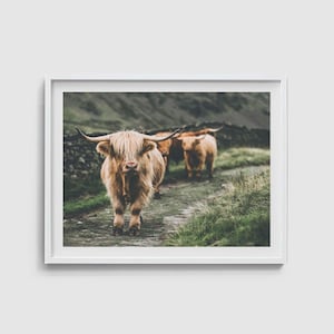 Highland cow print Cow wall art Farmhouse wall decor Modern cow photography Rustic decor Boho decor Farm animal poster Cow art Printable art