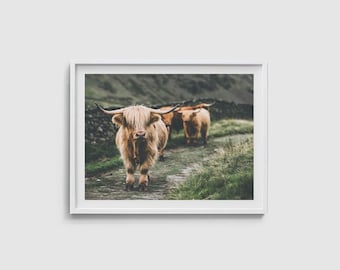 Wydruk z krową górską Sztuka ścienna z krową Dekoracja ścienna do domu wiejskiego Nowoczesne zdjęcia krów Wystrój rustykalny Wystrój boho Plakat ze zwierzętami gospodarskimi Sztuka z krową Sztuka do druku