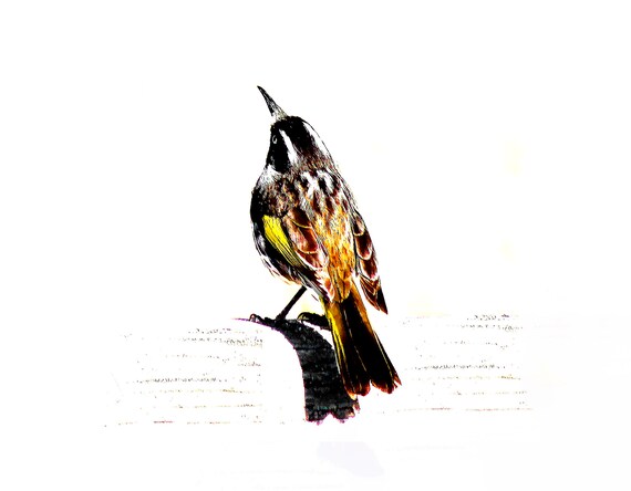 Photographie Dart De La Nature Oiseaux Jaune Noir Et Blanc Photo Minimaliste Photo Doiseaux La Nature Doiseaux Photographie Art Mural