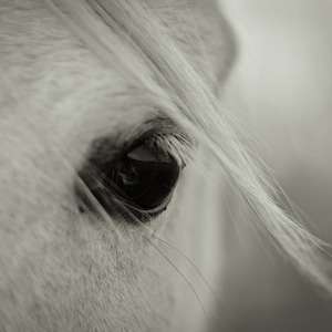 Horse Photo Print: Rustic Farmhouse Wall Art (Digital Download)