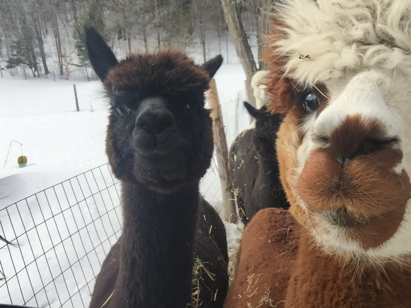 Natural Alpaca Wool Yarn Blend Medium Brown Undyed 2 Ply Worsted 200
