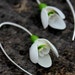 Leslie reviewed Snowdrops silver 925 earrings, spring cold porcelain floral earrings