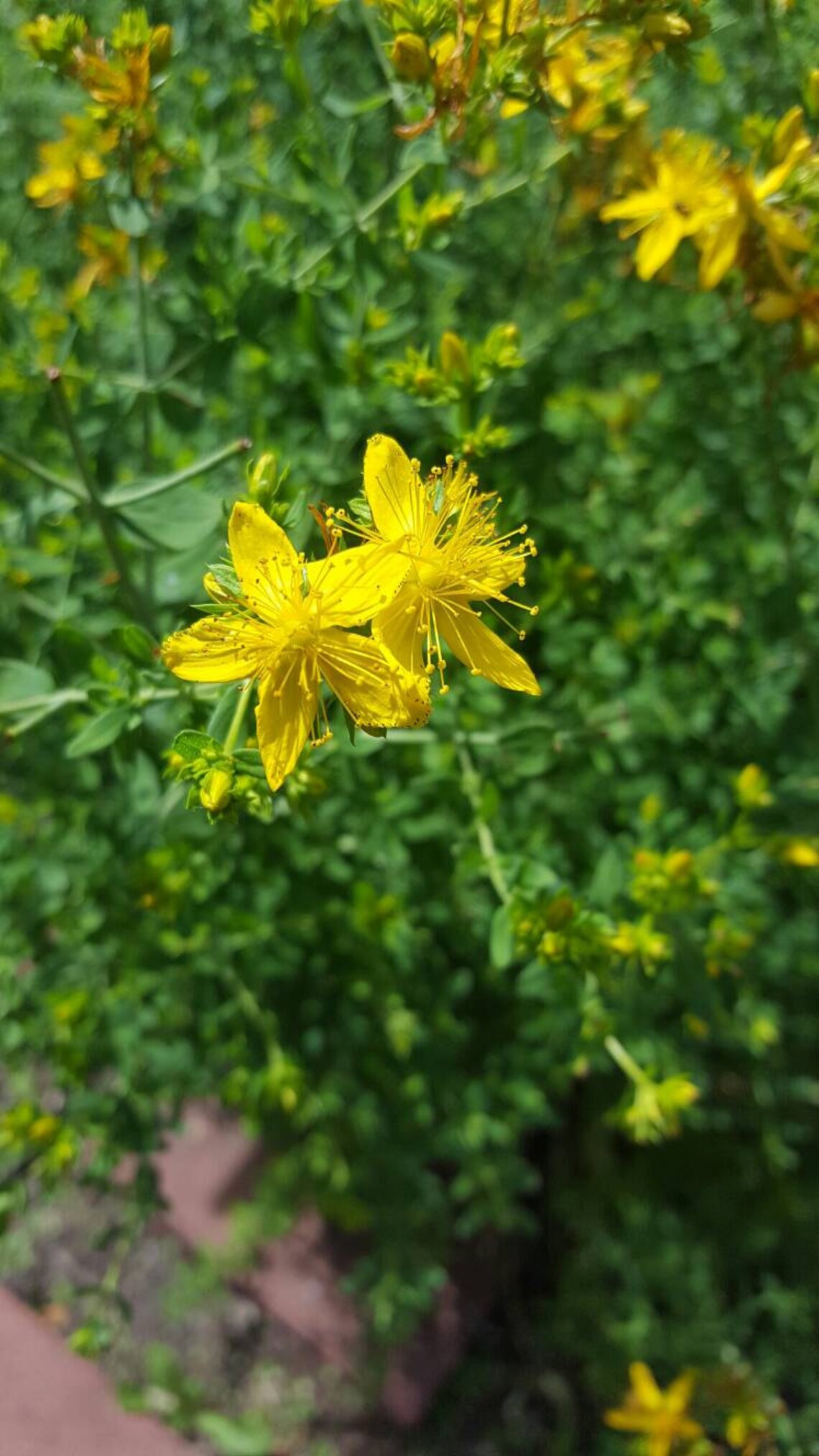 St Johns Wort Nerve Pain Sunburn Nerve Repair Hand Etsy