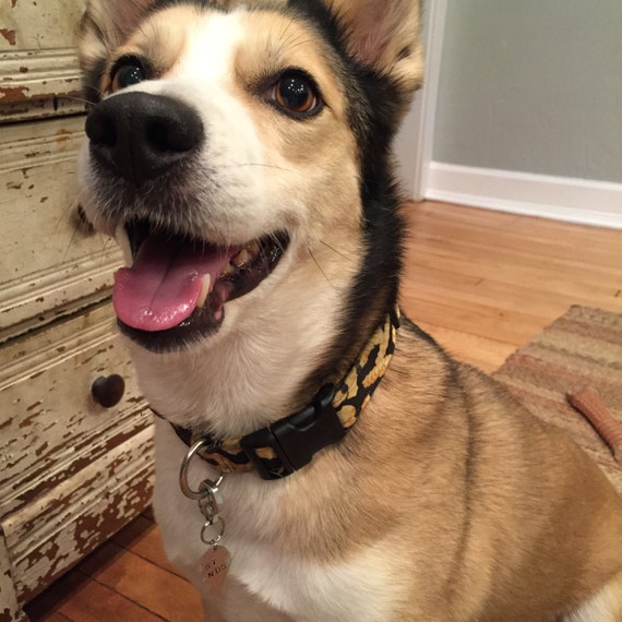 What Happens If Dog Siblings Mate