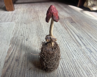 Mushroom hand carved in Ivy by Stuart Clark