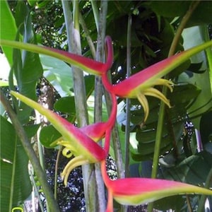 Heliconia Temptress live rhizome tropical plant hanging flower