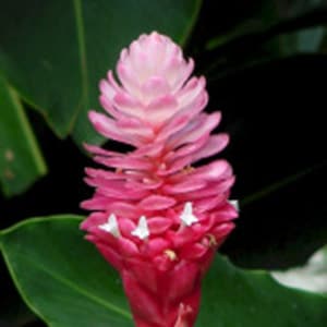 Hawaiian ginger Rosy Dawn live rhizome tropical plant exotic