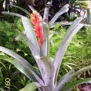 Huge Bromeliad Aechmea Little Harvey Plant Exotic Partial Sun - Etsy