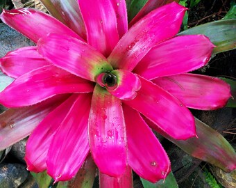 Bromeliad neoregelia Monet live plant exotic tropical