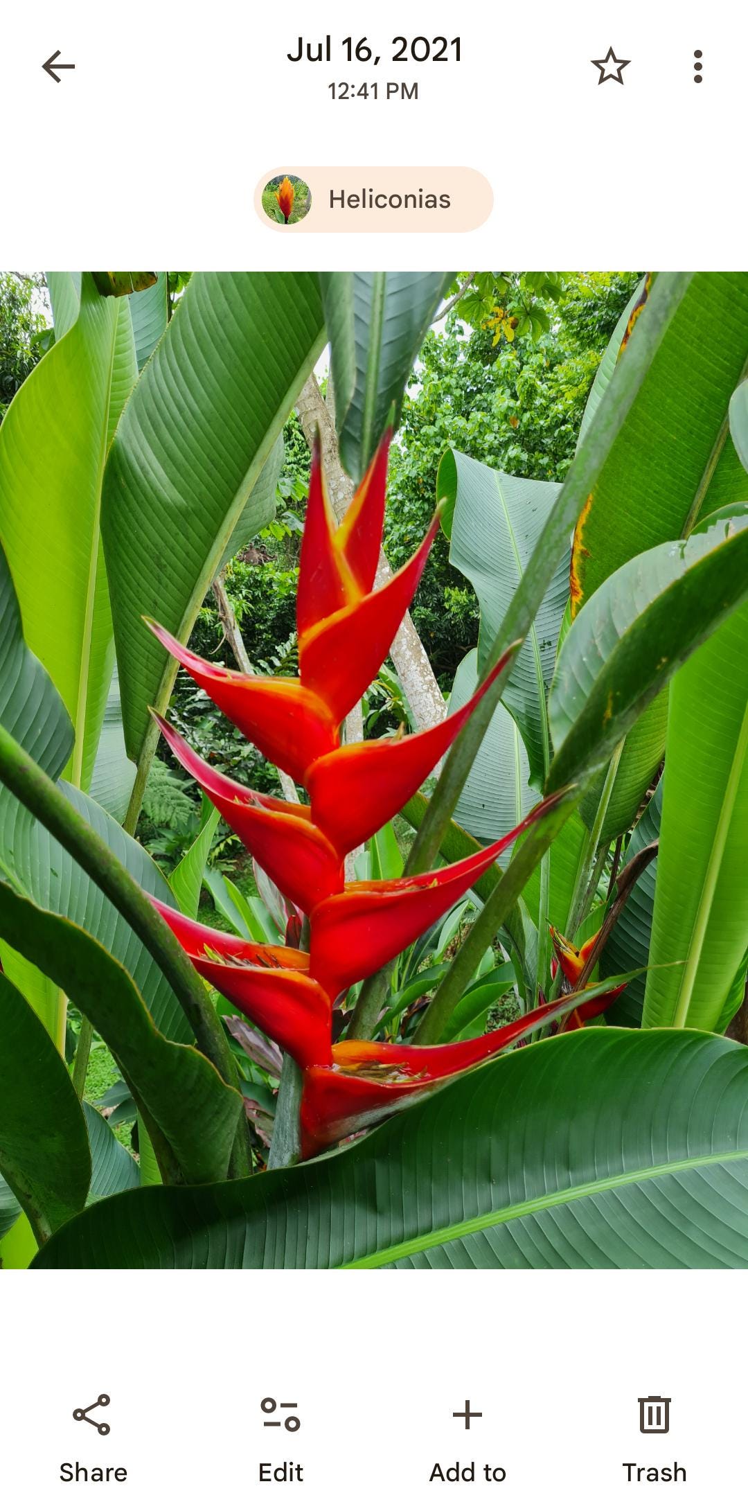 Heliconia Kawauchi Live Rhizome Exotic Tropical Plant Banana