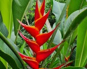Heliconia Kawauchi Live Rhizome Exotic Tropical Plant Banana