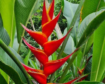 Heliconia Kawauchi Live Rhizome Exotic Tropical Plant Banana