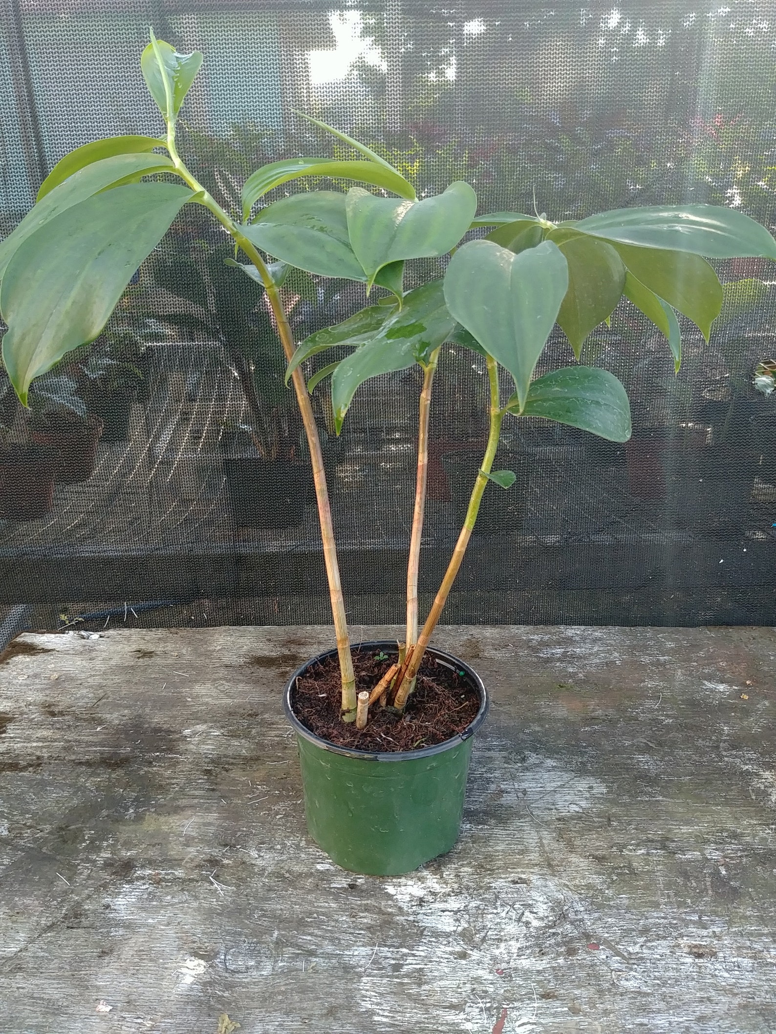Tapeinochilos ananassae Indonesian wax ginger live growing Etsy